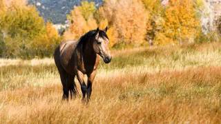 Buckskin Horse Dave Stamey [upl. by Syramad]