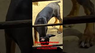 European Doberman puppies for sale Kottayam KeralaDog for sale in Kerala [upl. by Suisyola95]