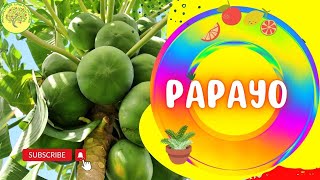 GERMINA PAPAYA paso a paso  Carica papaya papa 🌴😍🌴 Papaya Maradol [upl. by Saunders]