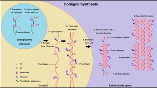 2020 4 connective tissue collagen synthesis melanophore GAGs [upl. by Riess]