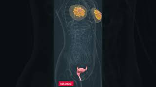 Reproductive Organ System of Human 3danimation science viral humananatomy [upl. by Srednas]