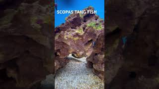 SCOPAS TANG FISH [upl. by Evelin]