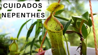 Hablemos de Nepenthes  Cuidados de Nepenthes  Carnivorous Land [upl. by Nero969]