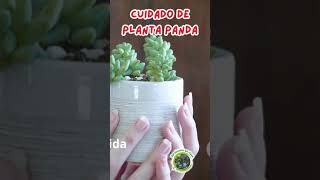 cuidado de la planta panda [upl. by Nnaaras]