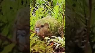 Kakapo rare and unique parrot 🦜 science facts [upl. by Sharia]