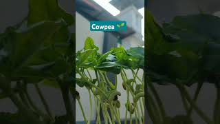 Cowpea plant germination 🌱 gardenseeds gardenning plants [upl. by Eudoxia729]