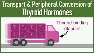 SECRETS of Transport and Peripheral Conversion of Thyroid Hormones THAT VERY FEW KNOWS [upl. by Amary]