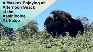 A Muskox Enjoying an Afternoon Snack at the Assiniboine Park Zoo papaatthezoo AssiniboinePark [upl. by Ttesil611]