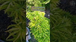 Acer palmatum “Shishigashira” aka “Lion’s Head Maple” … japanesemaple acerpalmatum tree plant [upl. by Htabazile]