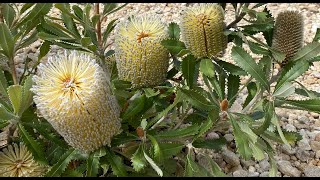 The making of the Banksia Garden  Australian National Botanic Gardens [upl. by Ely]