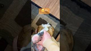 Boxer love why you gotta chew my hands dogsofyoutube lovebites boxershorts [upl. by Assirehs]