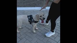 Retriever Dog Training Video doglover [upl. by Lareena]