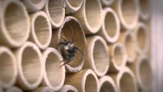 BeeHome Entdecke die Welt der Wildbienen  Wildbiene und Partner [upl. by Irep]