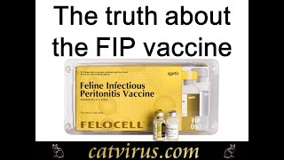 The Truth About the Feline Infectious Peritonitis Vaccine [upl. by Norma]