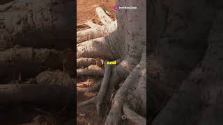 Watch this tree grow how facts plantdevelopment plantgrowth tree treegrowth gardening [upl. by Seroled]