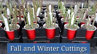 Fall and Winter Cuttings Cool Season Plant Propagation [upl. by Ranitta]