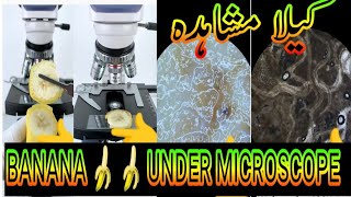 microscope  banana under microscope [upl. by Maurey310]