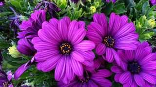 Osteospermum Deep Purple Dwarf  African Daisy HD 02 [upl. by Caassi]