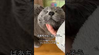 【ばあちゃん待ち💕ヌシでガマンするグレさん😂】 シャルトリュー 癒し動画 bigcat cutecat [upl. by Tove931]