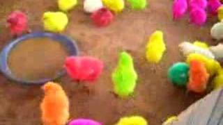 many multicolored chicks [upl. by Gavin]