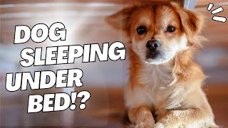 Dog Sleeping Under the Bed 5 Reasons [upl. by Atelahs]