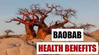 Baobab Benefits for Health [upl. by Navaj305]