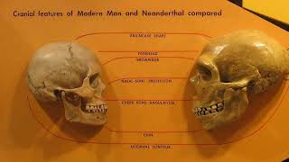 Neanderthals The Mysterious Humans We Never Knew [upl. by Nemzzaj436]