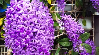 Sandpaper Vine Tree  Western Blue Bird Vine Plant Petrea volubilis [upl. by Libove339]