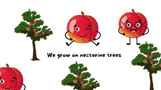 N is for nectarine  learning the alphabets and fruits [upl. by Bowers955]