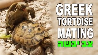 צב יבשה מצוי חיזור וזיווג Greek Tortoise Mating Testudo graeca terrestris [upl. by Tedi]