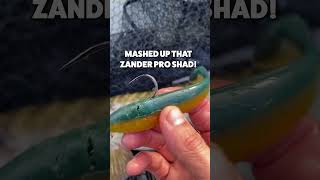 MASHED UP THE ZANDER PRO SHAD pikefishing lurefishing [upl. by Otis205]