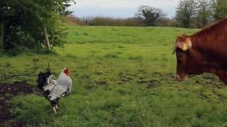 Crazy Cockerel ATTACKS Cows [upl. by Denby439]