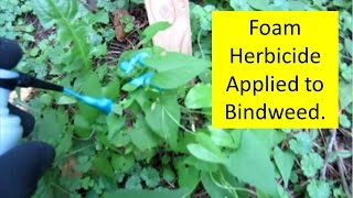 How to kill Morning Glory Bindweed with Green Shoots Foam Herbicide [upl. by Coyle]