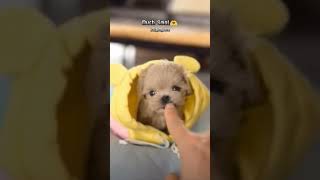 Is This The CUTEST Puppy Surprise Ever shorts puppy dogbreed doggos [upl. by Amesari]