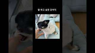 할말이 많은 강아지 puppy with a lot to say [upl. by Ehud67]