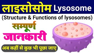 lysosome  lysosome structure and function  types of lysosomes  cell organelles  Koshika लयनकाय [upl. by Ytisahc]