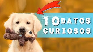 10 CURIOSIDADES De Los PERROS Que Seguramente NO Sabías 🐶 [upl. by Wurster579]