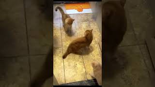 Cat Tyson miketyson catfight skibidipap skibidi funnycats [upl. by Anniahs788]