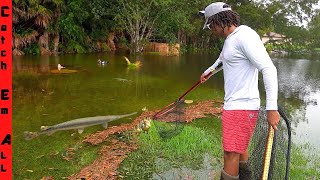 CATCHING GIANT FISH in FLOODED BACKYARD Fish go after Ducks [upl. by Armilla]