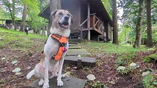 dogs allowed🐾 cabins in the forest [upl. by Fenella]