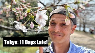 Tokyo Cherry Blossoms Arrive 11 Days Late [upl. by Jarlath]