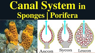 Canal System in Porifera  Types of Canal System  Ascon  Sycon  Leucon Functions of Canal system [upl. by Elleuqram]