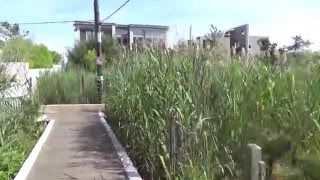 Fire Island Pines amp Cherry Grove Boardwalks [upl. by Alliber]