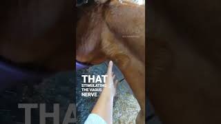 Vagus Nerve Stimulation  Animal Massage [upl. by Steel]