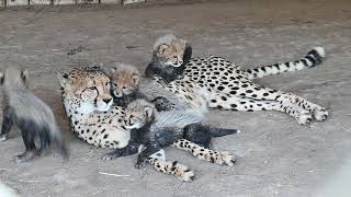 Four Cheetah Cubs Playing With Mom [upl. by Lossa]