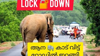 Rapid Response Team  Nilambur teak forest  Elephant Encounter [upl. by Ardussi]