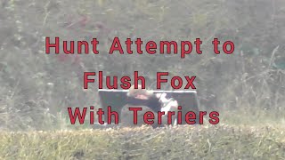 Hunt Attempts to Flush Fox With Terriers [upl. by Nnaerb]