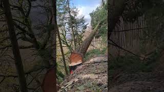 Stihl ms500i Felling Douglas Fir [upl. by Htomit316]