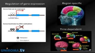 PCDH19 gene mutational spectrum familial and de novo mutations [upl. by El]