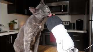 Kitty ASMR [upl. by Notrom]